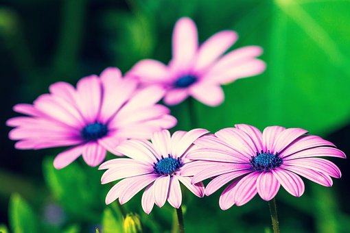 Free Flowers Garden photo and picture