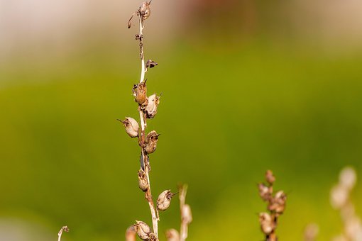 Free Plant Nature photo and picture