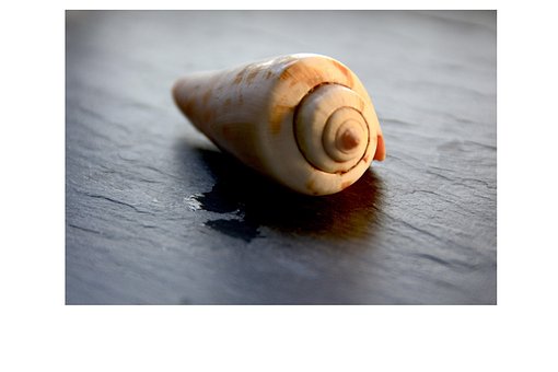 Free Snail Photo photo and picture