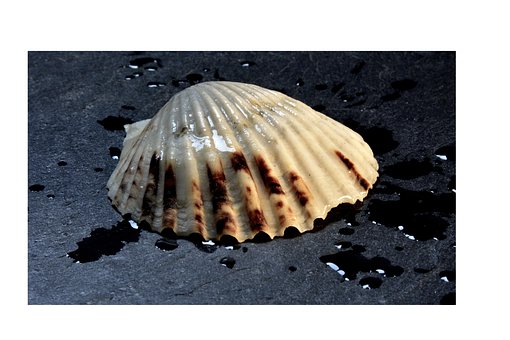 Free Shell Photo photo and picture