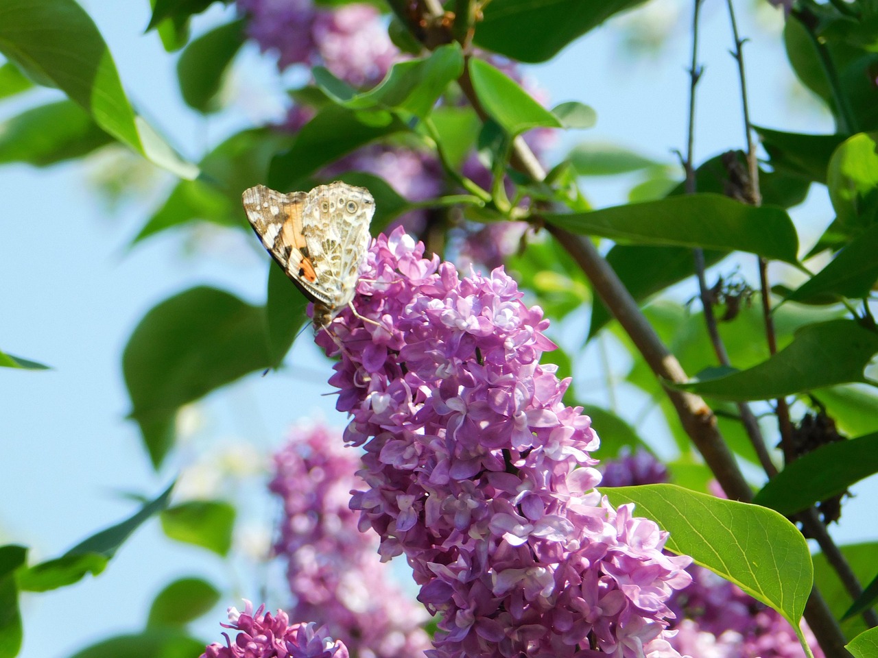 Lilac Butterfly Free photo on Pixabay Pixabay
