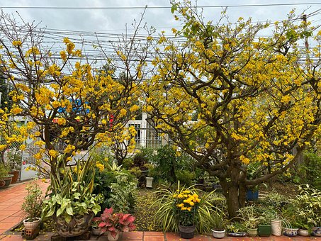 Free Tet Apricot Blossom photo and picture