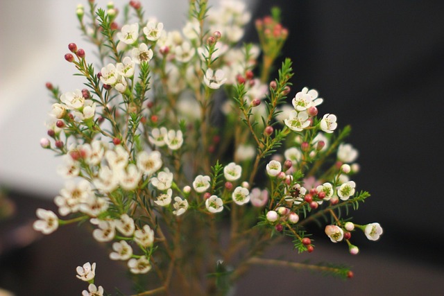 Free Flowers Small photo and picture