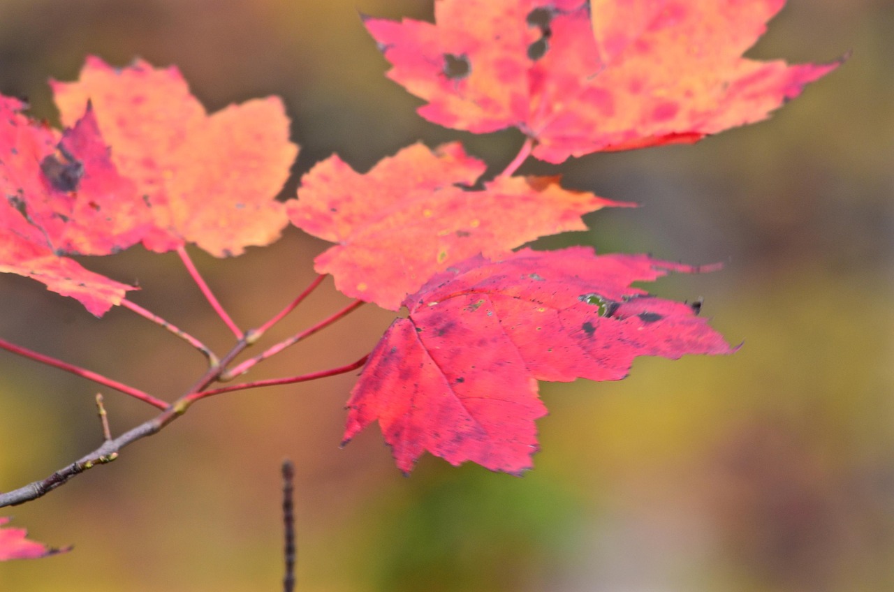 Leaves Fall Autumn - Free photo on Pixabay - Pixabay