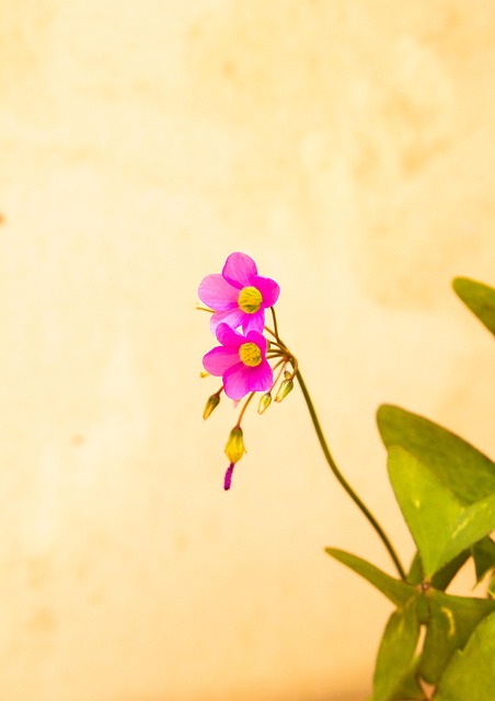 Free Flower Garden photo and picture
