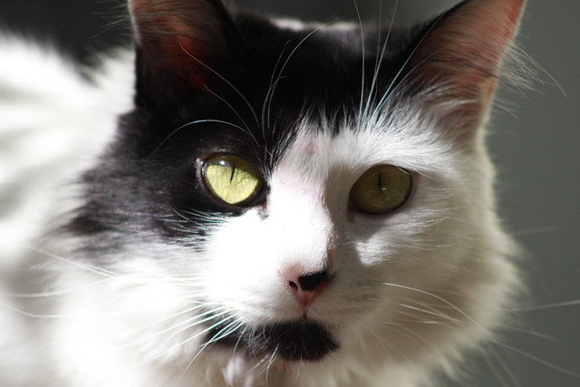 Free Cat Pet photo and picture