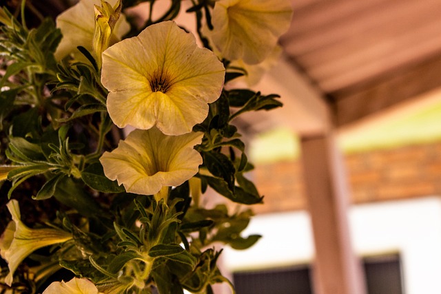 Free Flower Garden photo and picture