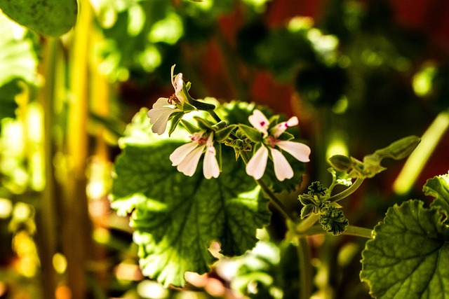 Free Garden Flower photo and picture