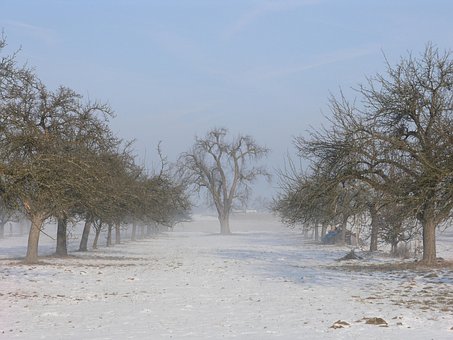 Tåge, Landskab, Frugtplantager, Vinter