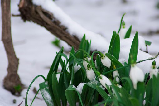 Galanthus, Inverno, Flor, Natureza, Neve