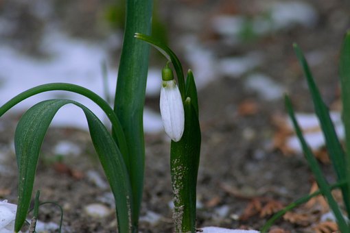 Galanthus, Inverno, Natureza, Flores