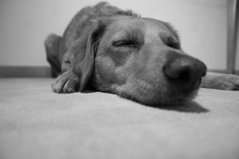 Dog Sleep Animal Free photo on Pixabay Pixabay