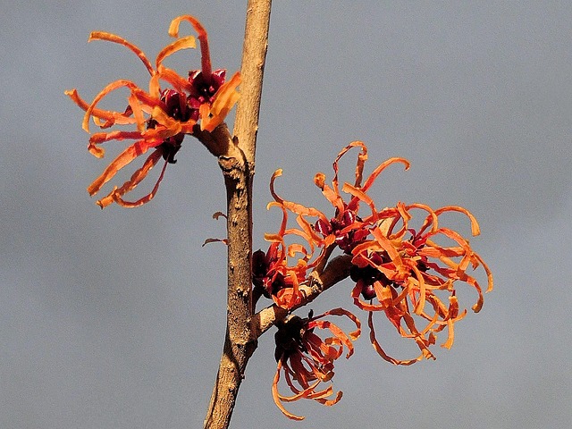 Free Witch Hazel Flower photo and picture