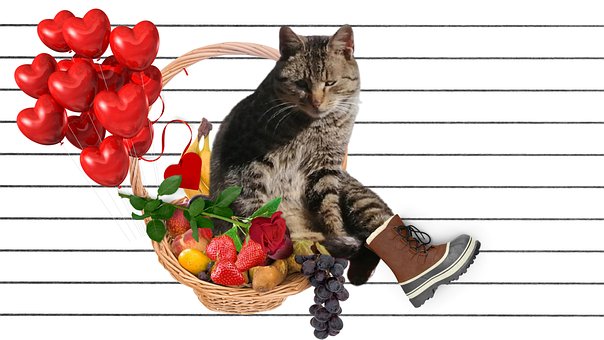Kat, Mand, Fruitmand, Kitten, Liefde