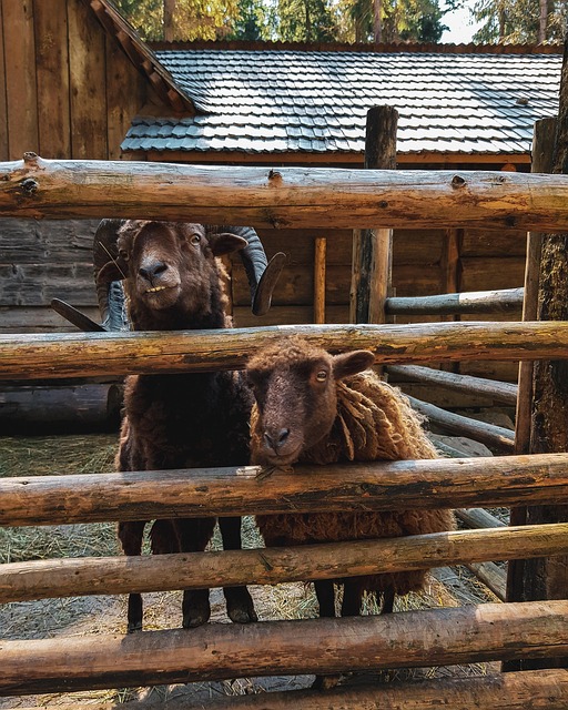 Free Goat Farm photo and picture