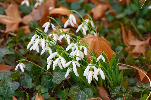 Free Beautiful Beginning Of Spring photo and picture