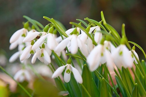 Free Snowdrop Flowers photo and picture