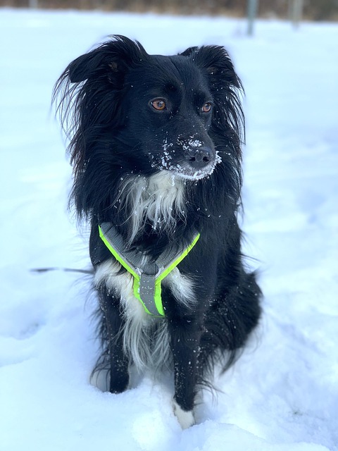 Free Dog Snow photo and picture