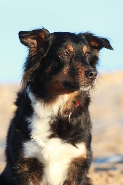 Free Australian Shepherd Dog photo and picture