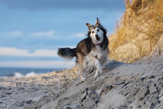 Free Dog Pet photo and picture