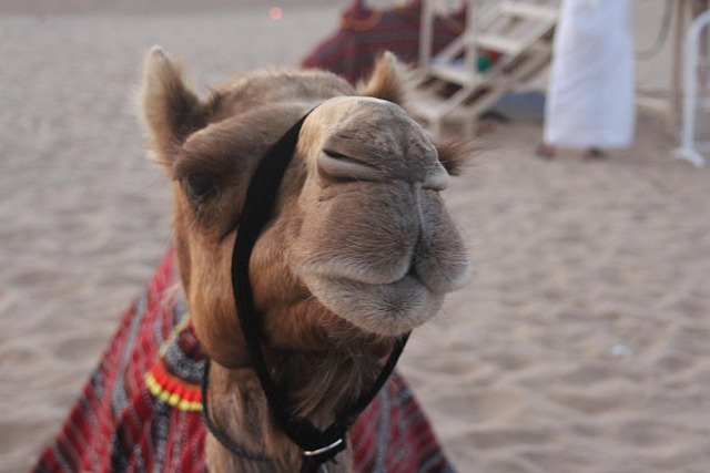 Free Camel Dubai photo and picture