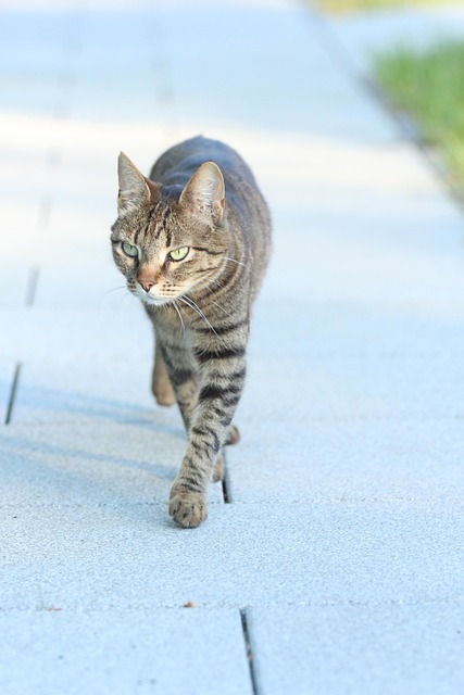 Free Cat Pet photo and picture