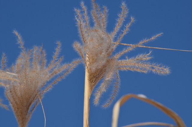 Free Branch Field photo and picture
