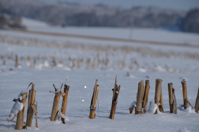 Free Field Snow photo and picture