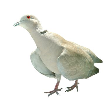Duif, Geïsoleerd, Vogel, Vogeltje, Vlieg