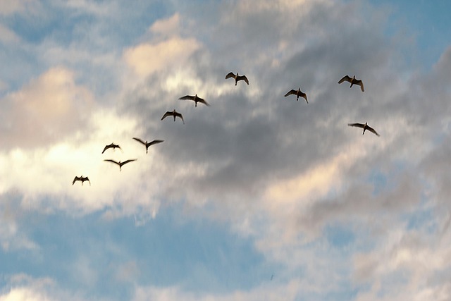 Himmel, Licht, Wolken, Vögel, Flug
