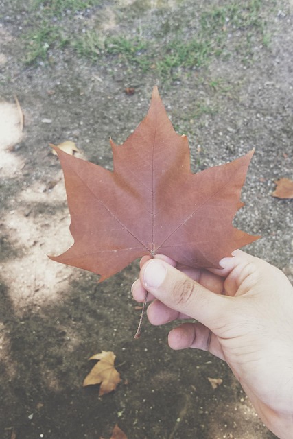 Free Autumn Autumn Leaf photo and picture