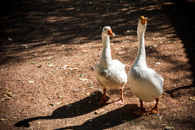 Free Couple Ducks photo and picture