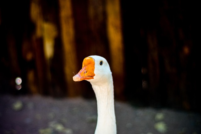 Free Duck Look photo and picture