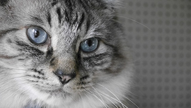 Free Cat Animal photo and picture