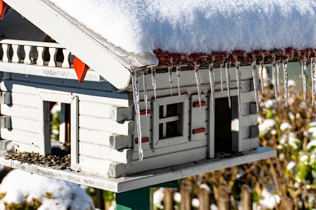 Free Bird House Bird Feeder photo and picture