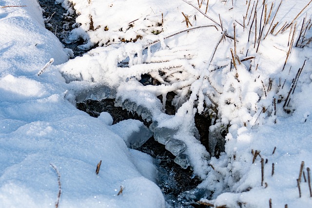 Free Bach Winter photo and picture