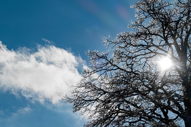 Free Tree Ice Cream photo and picture