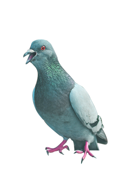 Vogel, Duif, Vleugels, Veerkracht