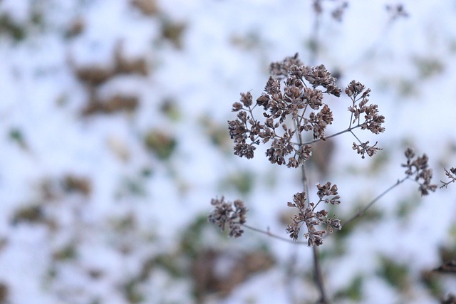 Free Winter Freezing Cold photo and picture