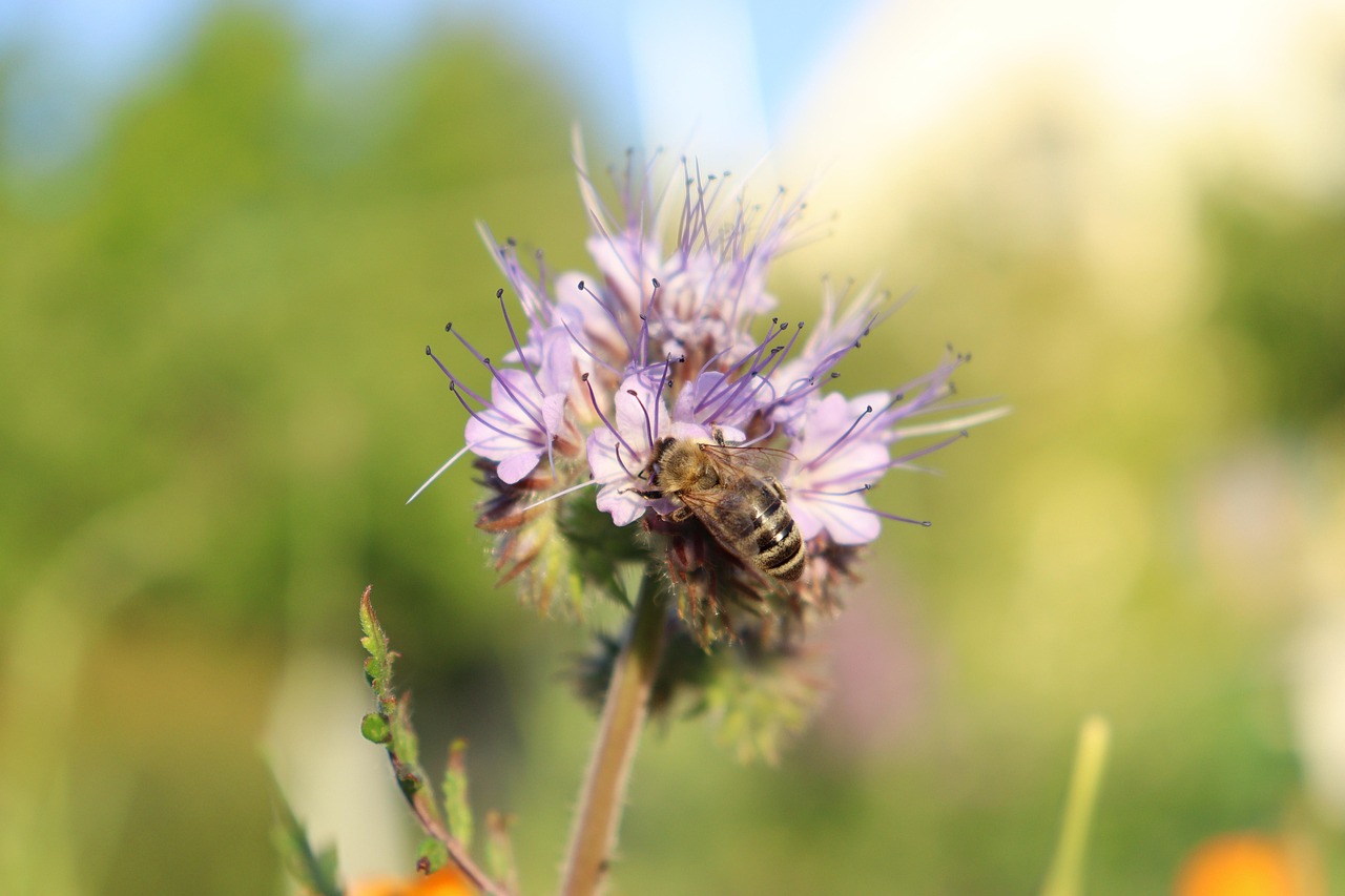 Dentelle Phacélie Fleurs Abeille - Photo gratuite sur Pixabay - Pixabay