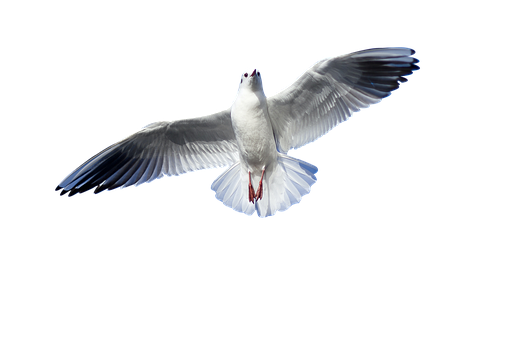 Vogel, Duif, Vleugels, Veerkracht