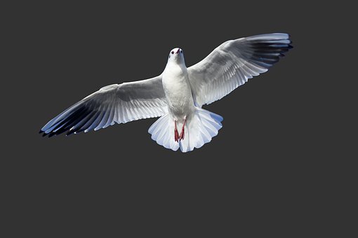Vogel, Duif, Vleugels, Veerkracht