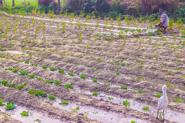 Free Farmer Field photo and picture
