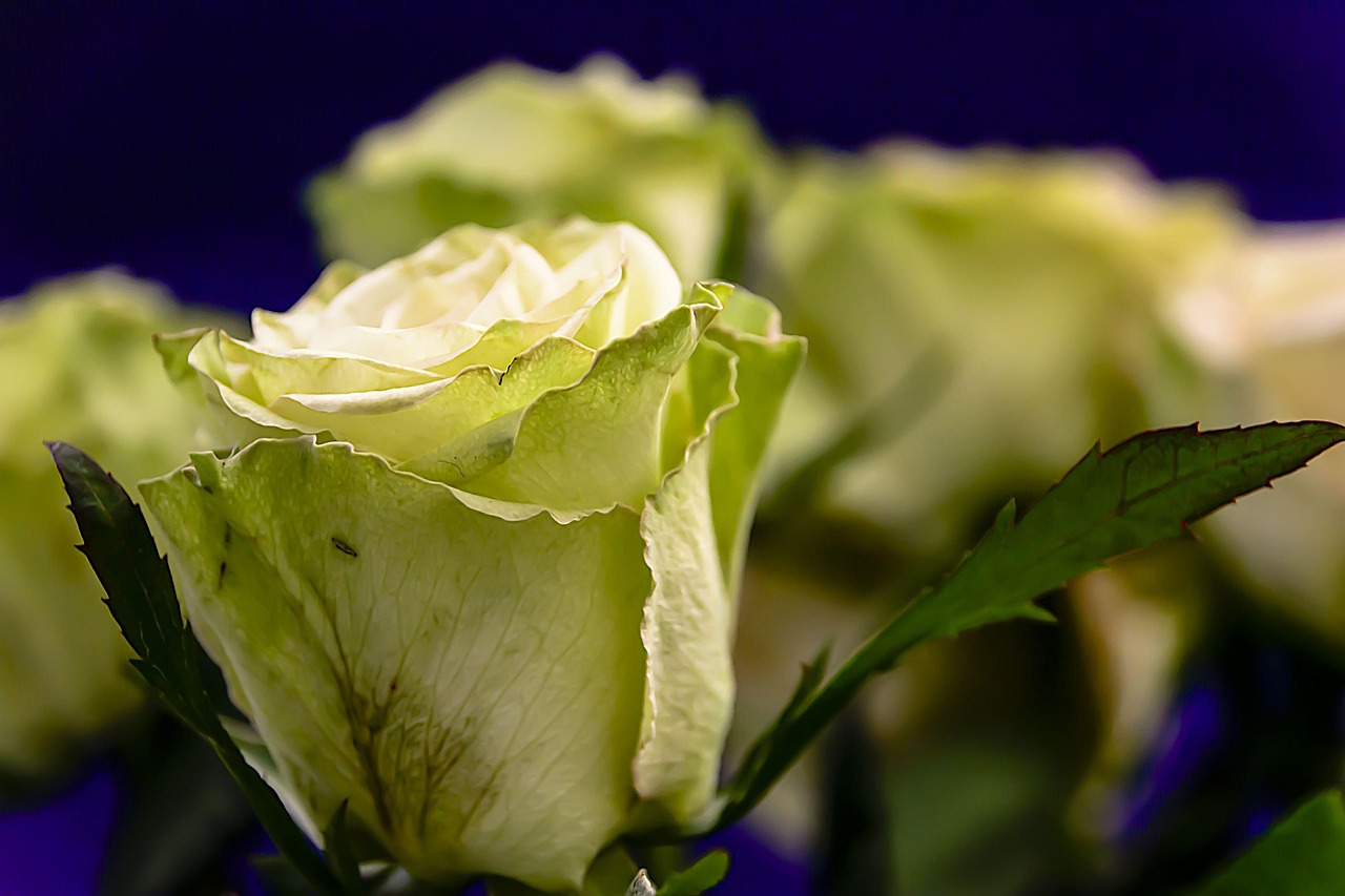 Rose La SaintValentin Amour Photo gratuite sur Pixabay Pixabay