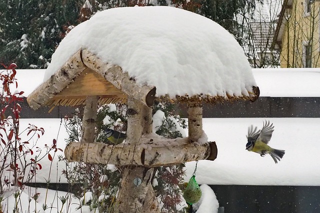 Free Bird Great Tit photo and picture