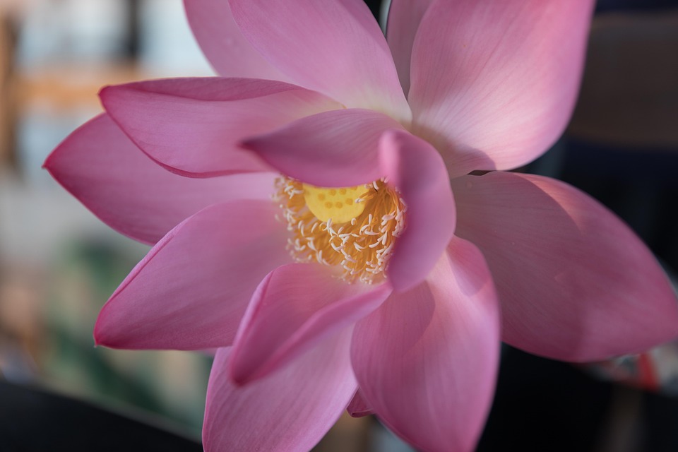 Lotus India - Free photo on Pixabay - Pixabay