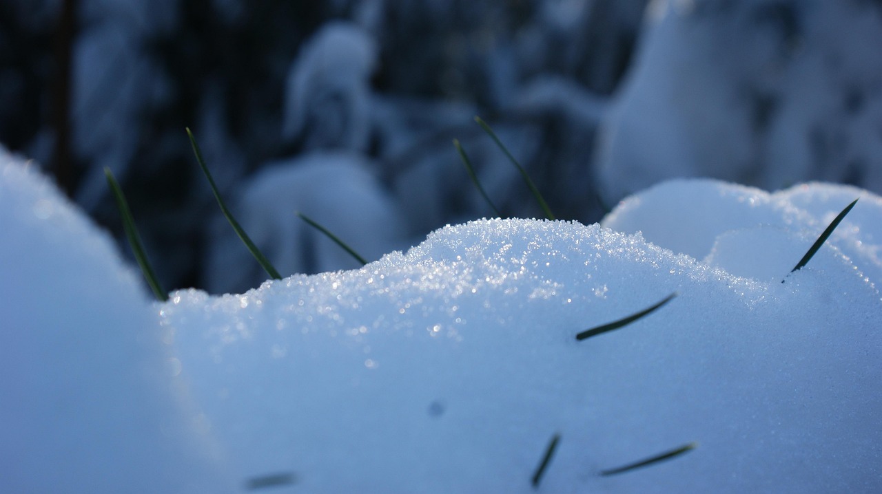 林 性质 雪 - Pixabay上的免费照片
