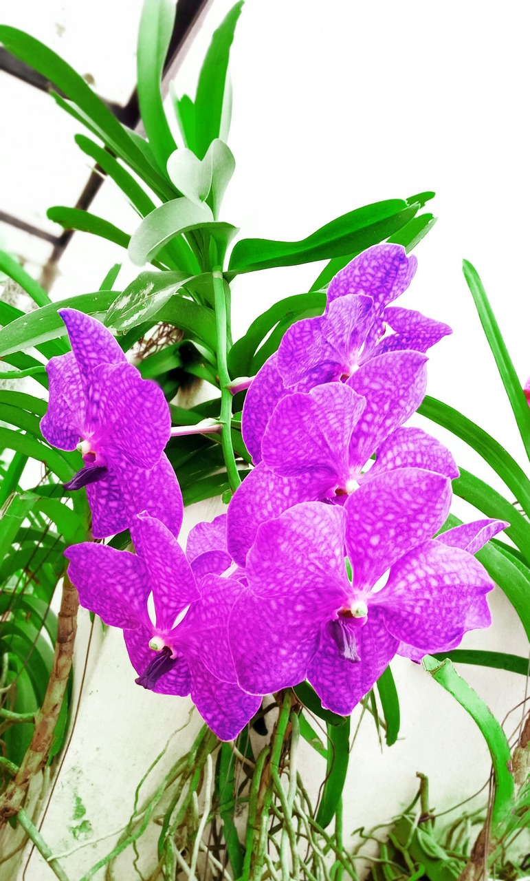兰花 兰花护理 - Pixabay上的免费照片 - Pixabay