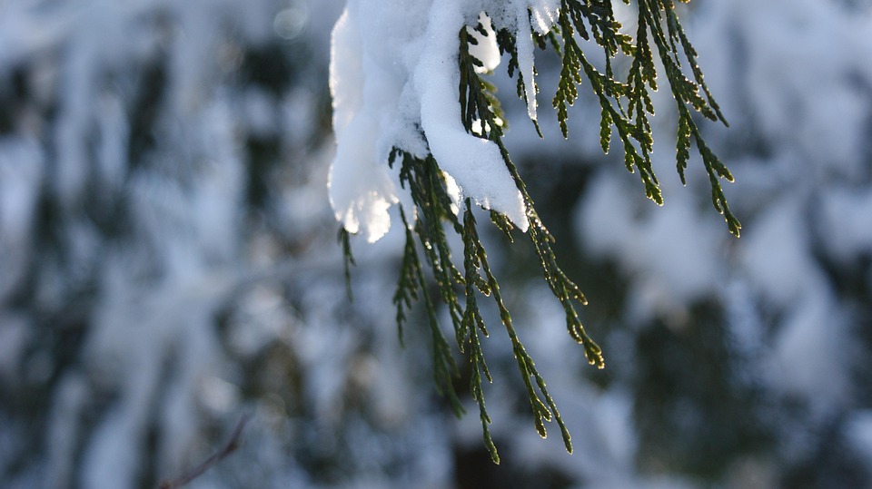 针叶树 雪 冬天 - Pixabay上的免费照片 - Pixabay