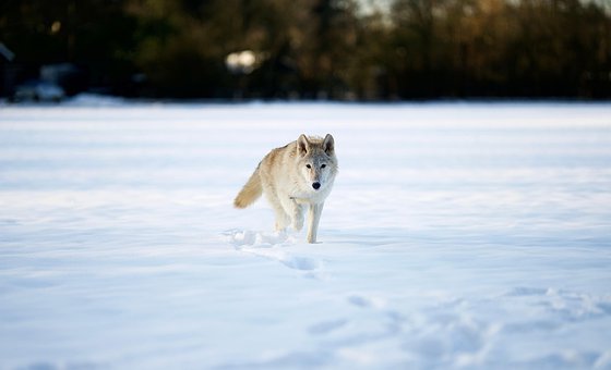 Wolf, Eckzahn, Schnee, Feld, Schneefeld